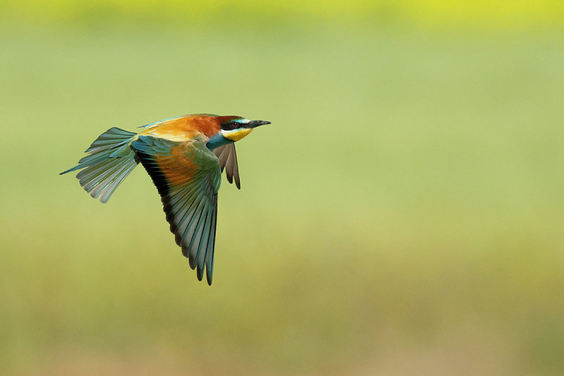 European Bee-eater (Merops apiaster)