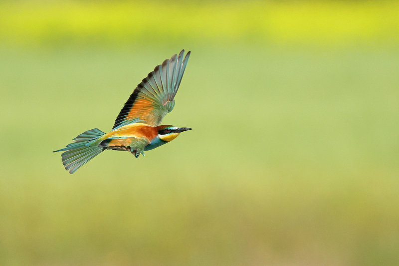 European Bee-eater (Merops apiaster)