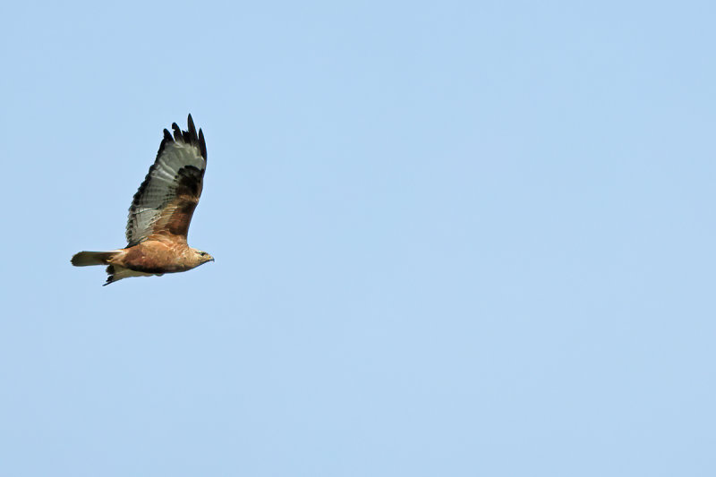 Long-legged Buzzard (Buteo rufinus)