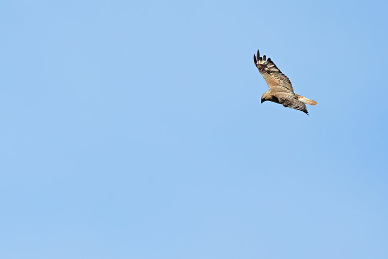 Long-legged Buzzard (Buteo rufinus)