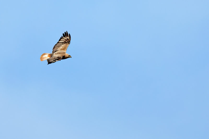 Long-legged Buzzard (Buteo rufinus)