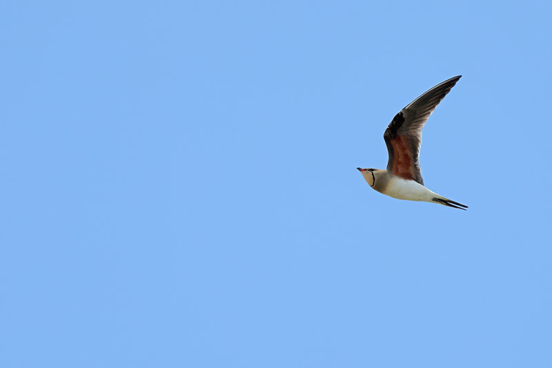 Collared pratincole (Glareola pratincola)