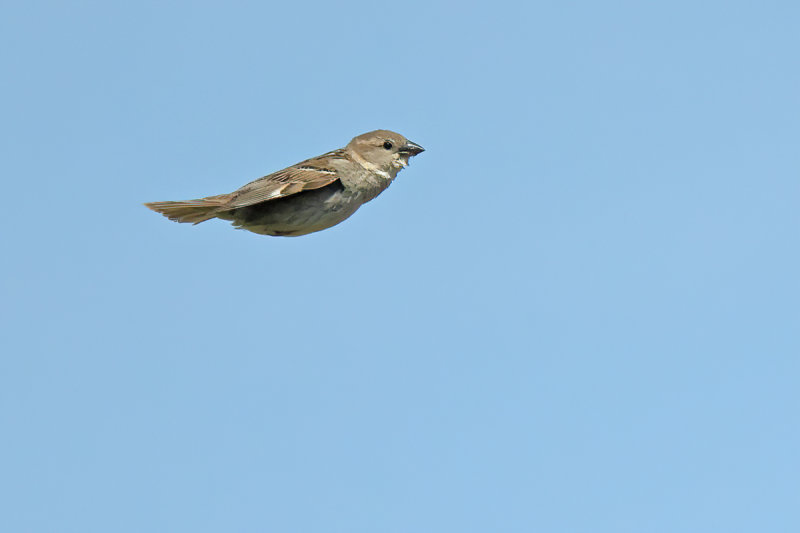 Spanish Sparrow (Passer hispaniolensis)
