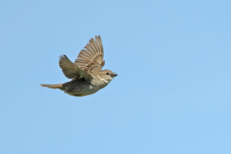 Spanish Sparrow (Passer hispaniolensis)