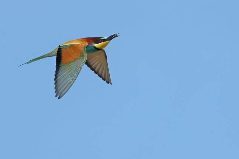 European Bee-eater (Merops apiaster)