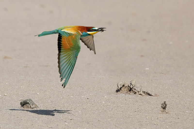 European Bee-eater (Merops apiaster)