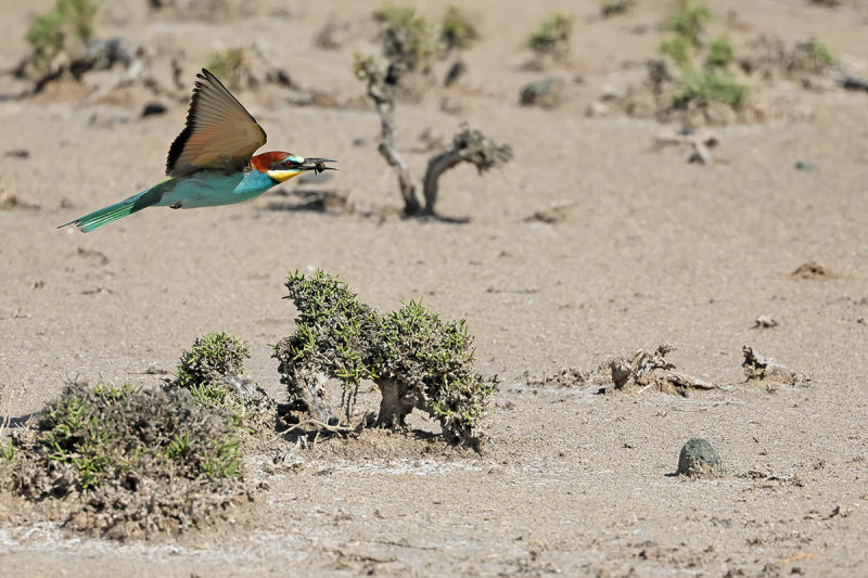 European Bee-eater (Merops apiaster)