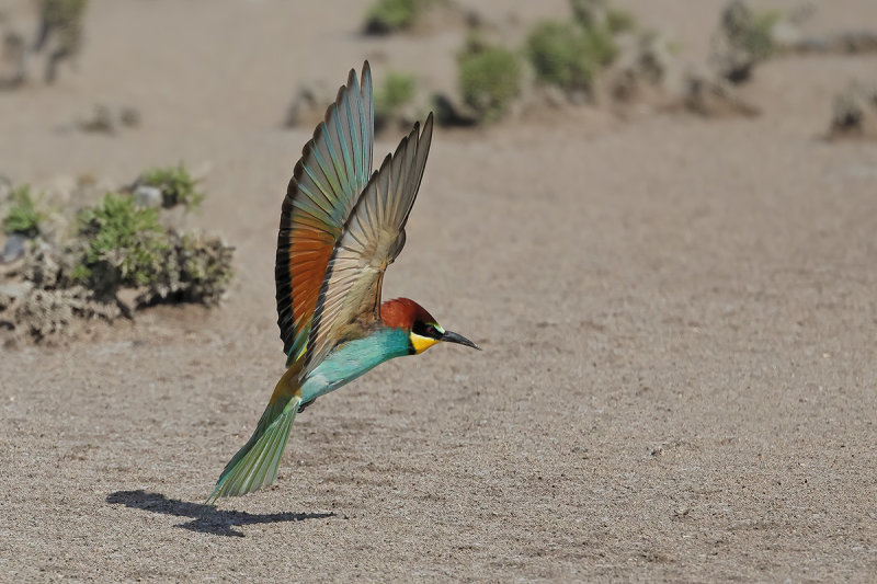 European Bee-eater (Merops apiaster)