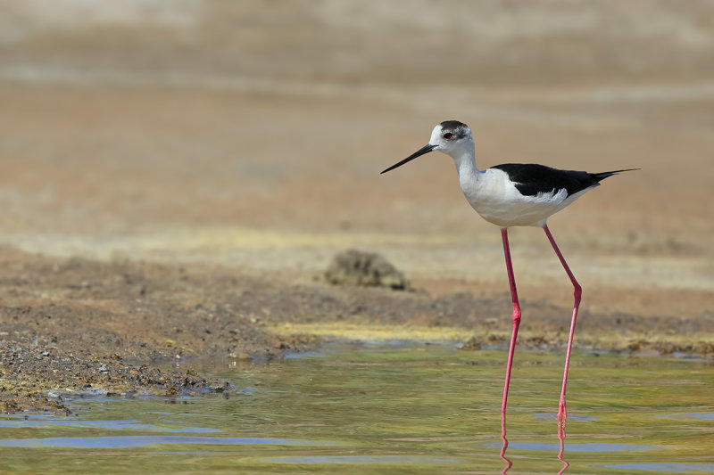 Black-winged Stilt (Himantopus himantopus)