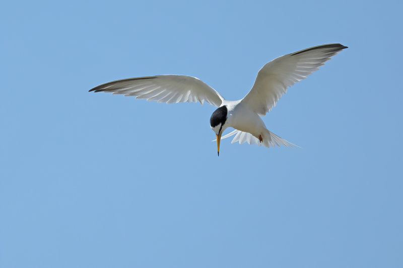 Little Tern (Sternula albifrons)	