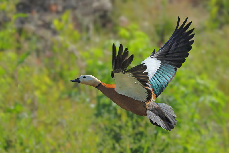 Ruddy Shelduck  (Tadorna ferruginea)