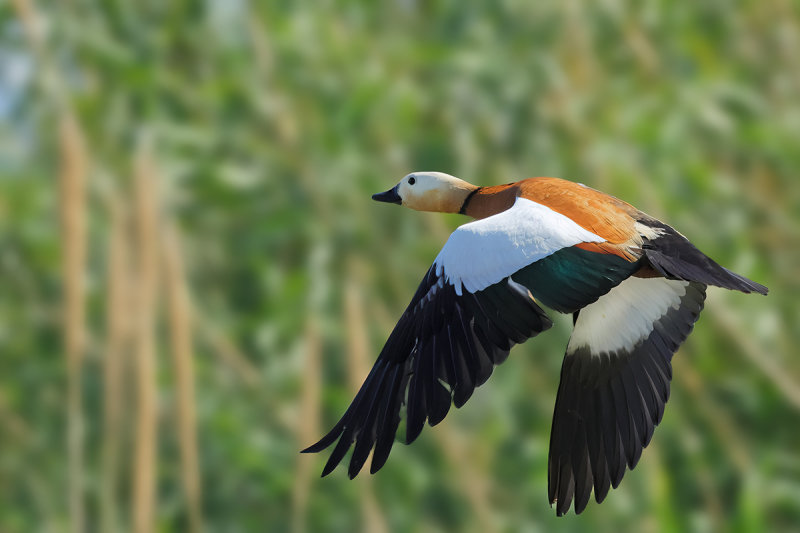 Ruddy Shelduck  (Tadorna ferruginea)