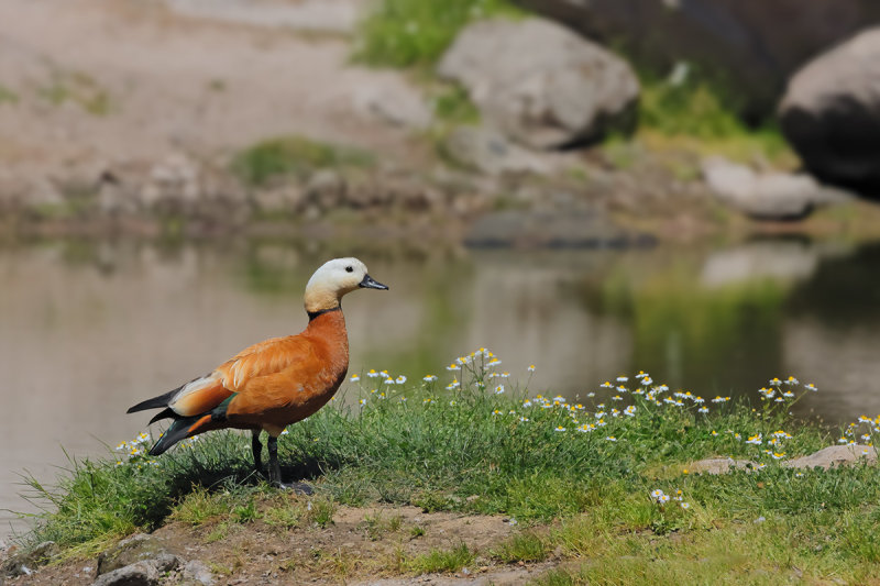 Ruddy Shelduck  (Tadorna ferruginea)