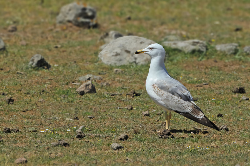 Yellow-legged Gull - (Larus michahellis ssp. michahellis)