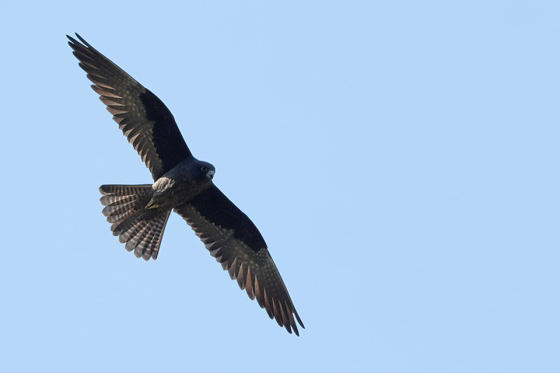 Eleonora's Falcon (Falco eleonorae)