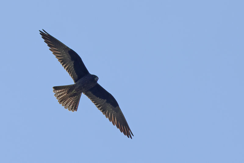 Eleonora's Falcon (Falco eleonorae)