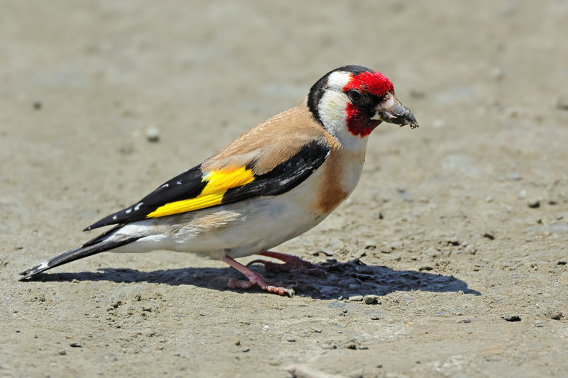 European Goldfinch (Carduelis carduelis) 