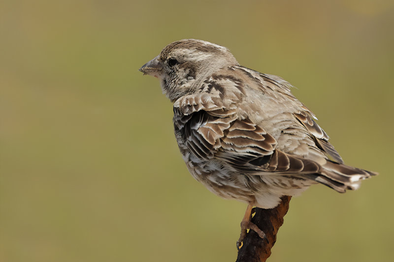 Rock Sparrow (Petronia petronia)