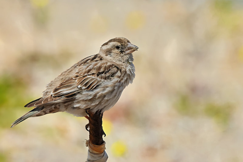 Rock Sparrow (Petronia petronia)