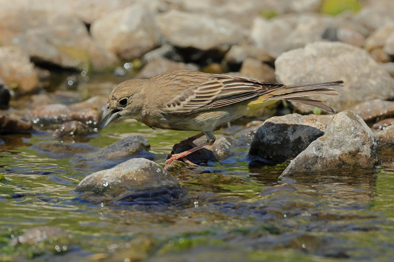 Black-headed Bunting (Emberiza melanocephala)