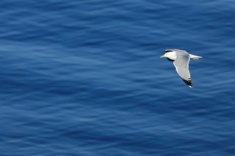 Yellow-legged Gull - (Larus michahellis ssp. michahellis)