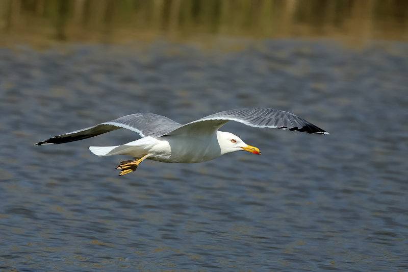 Yellow-legged Gull - (Larus michahellis ssp. michahellis)