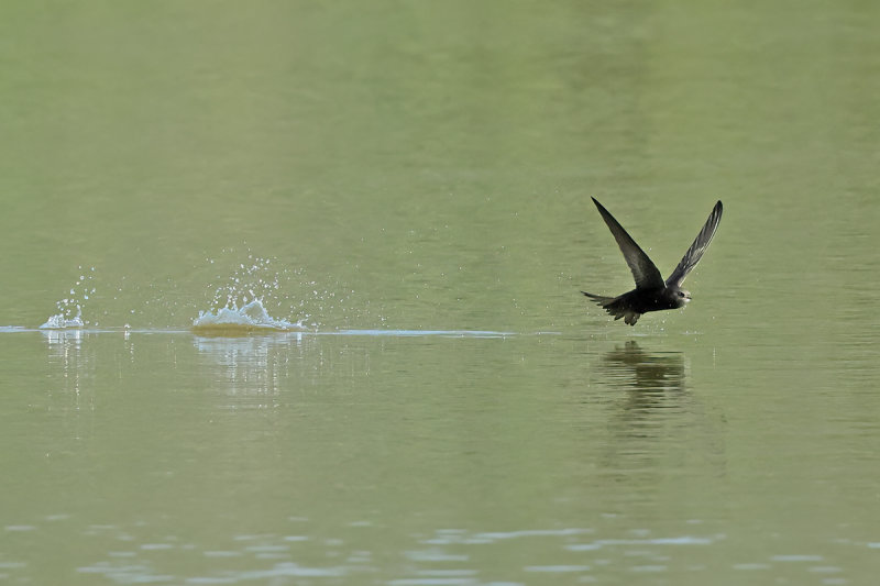 Common Swift (Apus apus) 