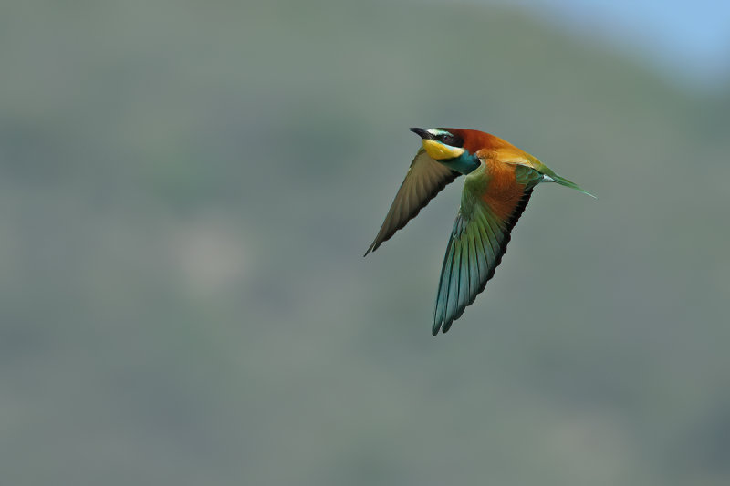 European Bee-eater (Merops apiaster)