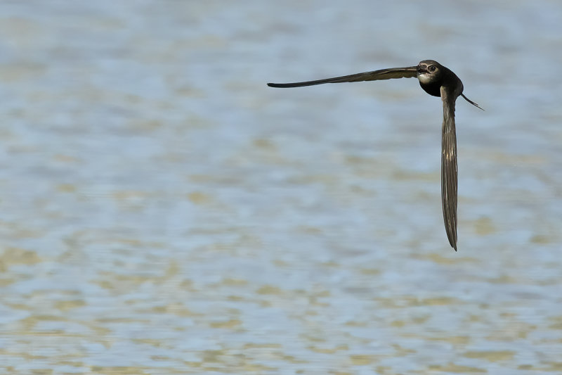 Common Swift (Apus apus) 