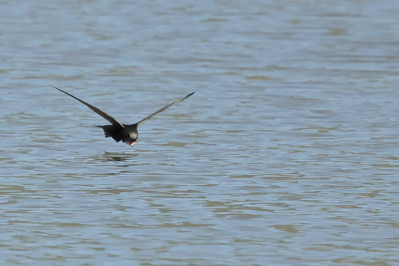 Common Swift (Apus apus) 