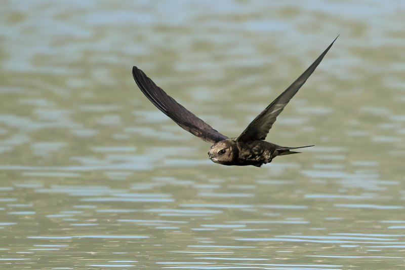 Common Swift (Apus apus) 