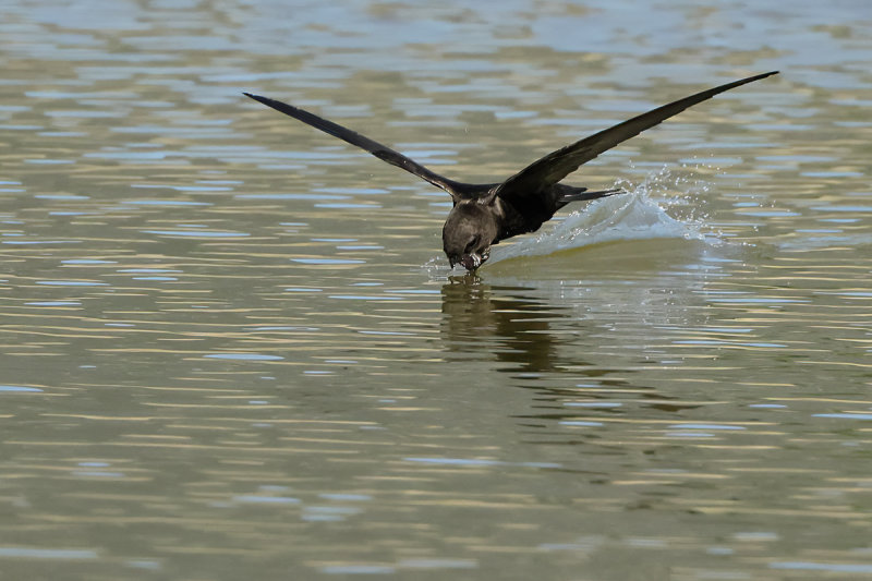 Common Swift (Apus apus) 