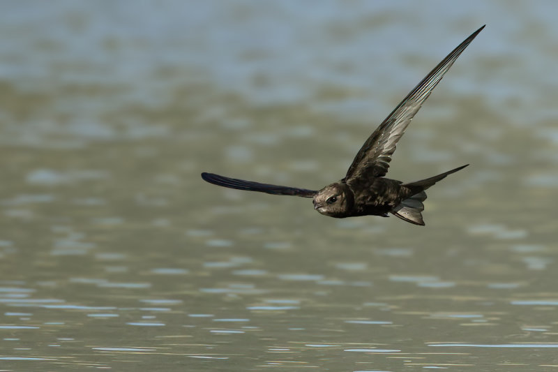 Common Swift (Apus apus) 