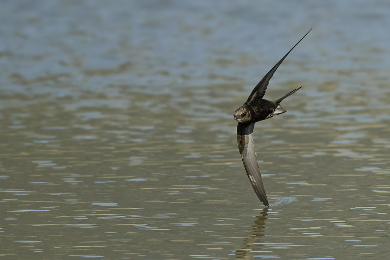 Common Swift (Apus apus) 