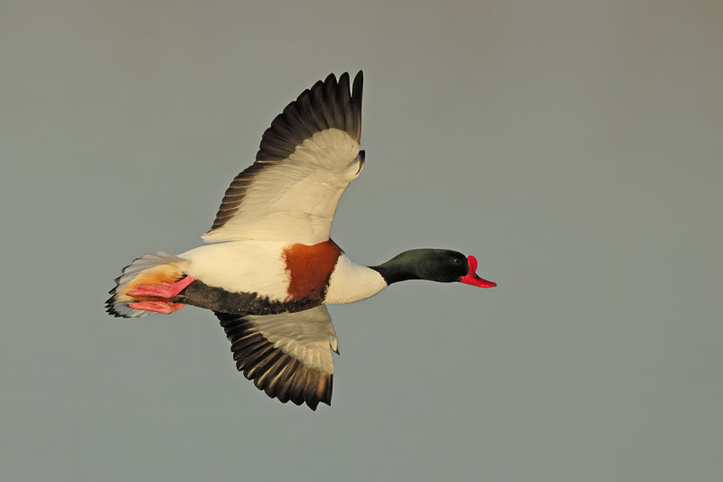 Common Shelduck (Tadorna tadorna)