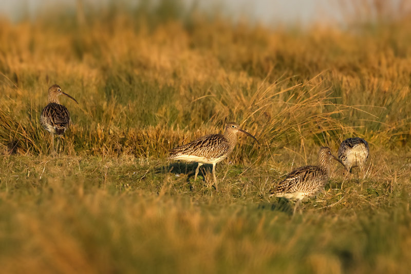 Curlew (Numenius arquata)