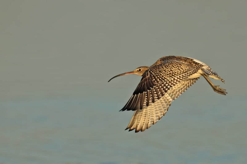 Curlew (Numenius arquata)