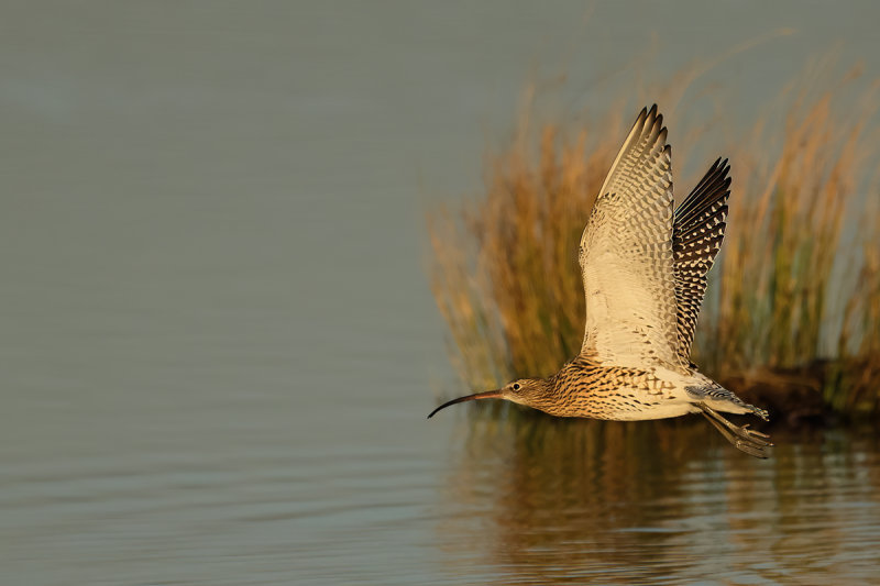 Curlew (Numenius arquata)