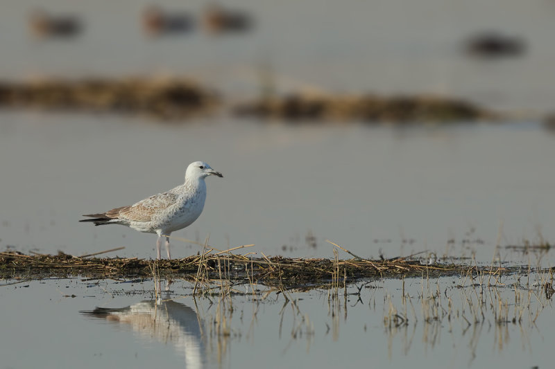 Caspian Gull (Larus cachinnans cachinnans)