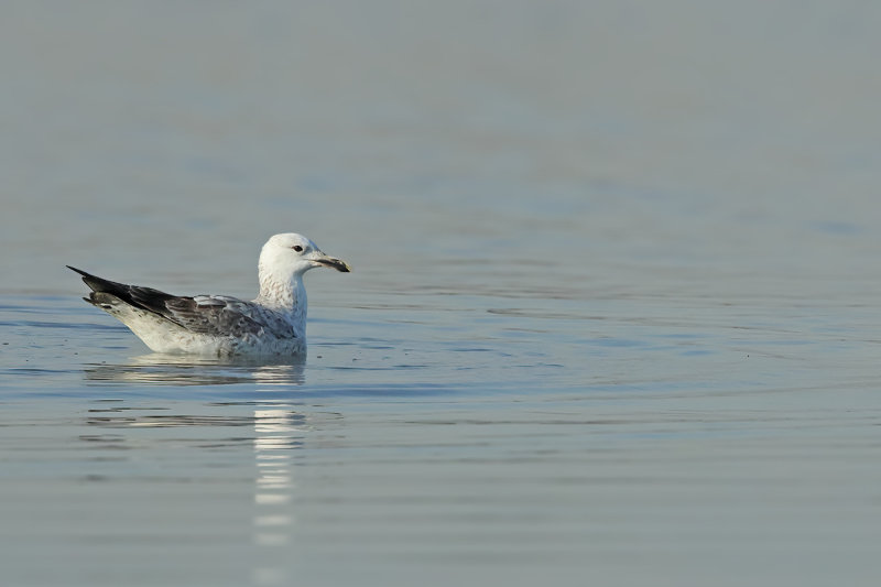 Caspian Gull (Larus cachinnans cachinnans)