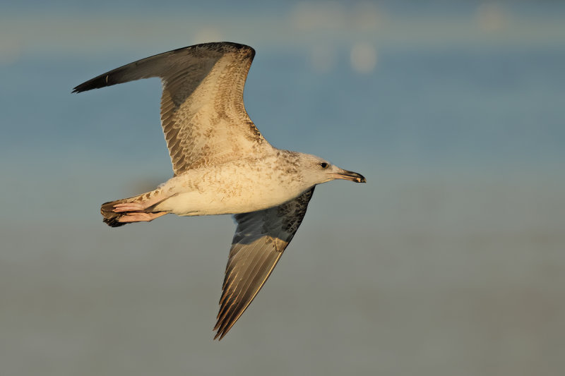 Caspian Gull (Larus cachinnans cachinnans)