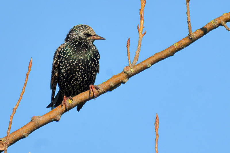 European Starling (Sturnus vulgaris)