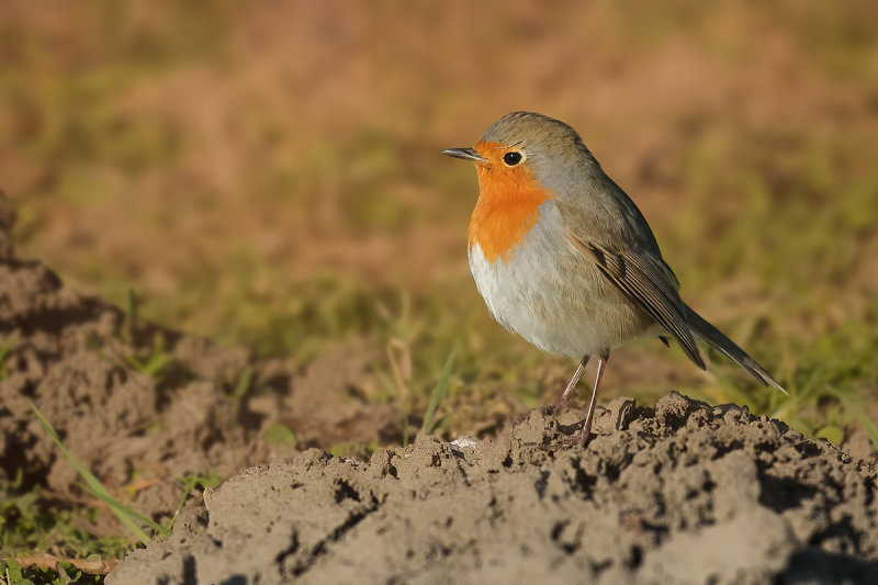 European Robin (Erithacus rubecula)