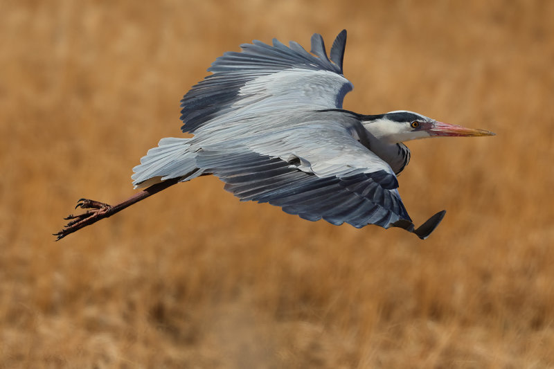 Grey Heron (Ardea cinerea)