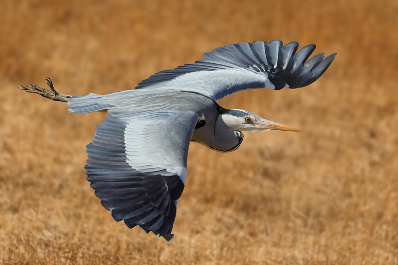 Grey Heron (Ardea cinerea)