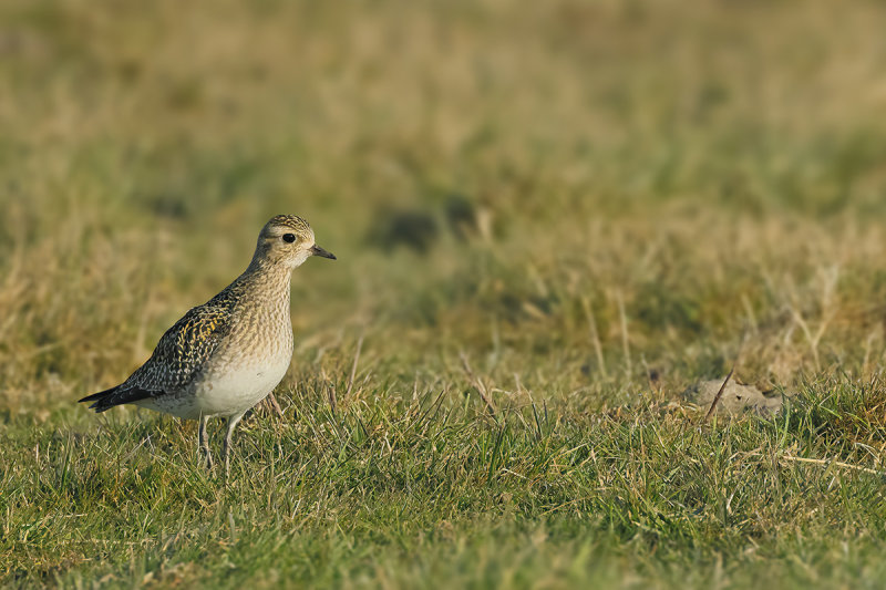 Eurasian Golden Plover (Pluvialis apricaria)