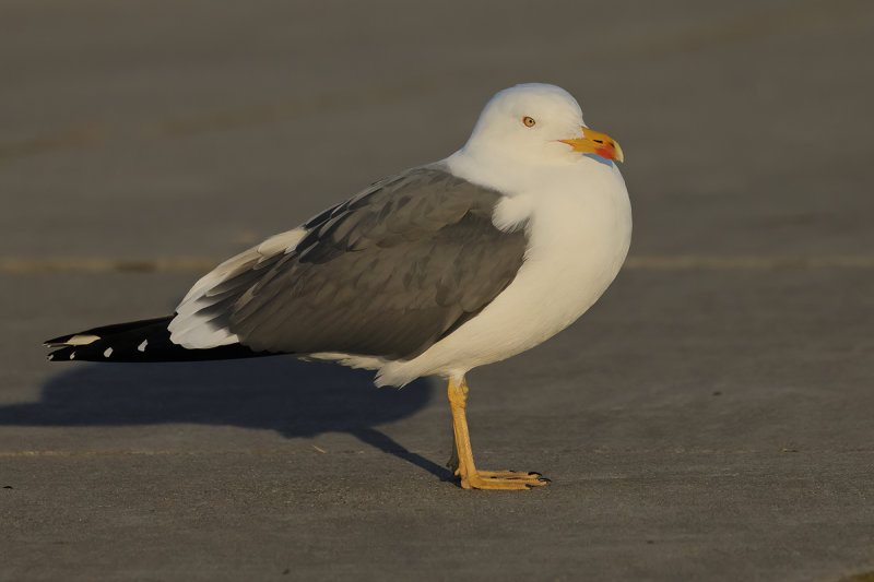 Lesser Black-backed Gull (Larus fuscus)