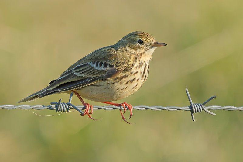 Meadow Pipit (Anthus pratensis) 