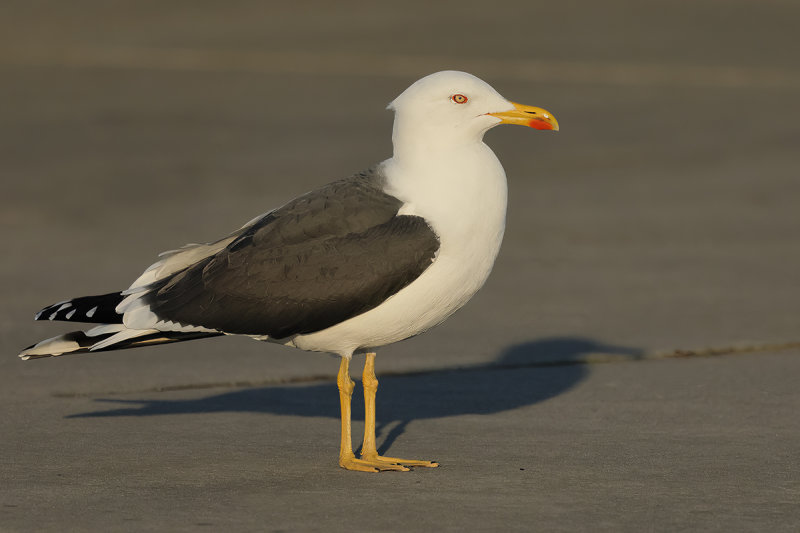 Lesser Black-backed Gull (Larus fuscus)