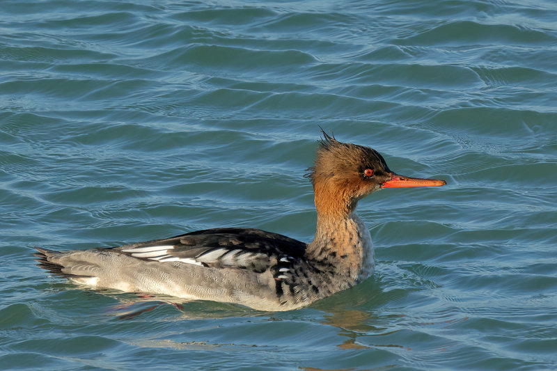 Red-breasted Merganser (Mergus serrator)
